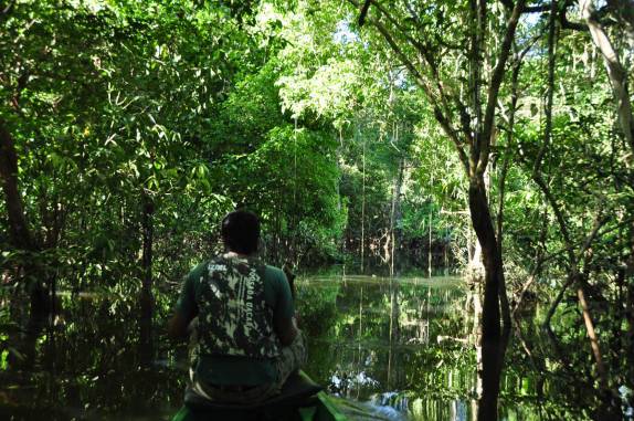 Entrando de canoa na floresta alagada, na Reserva do Mamirauá, região de Tefé, no Amazonas
